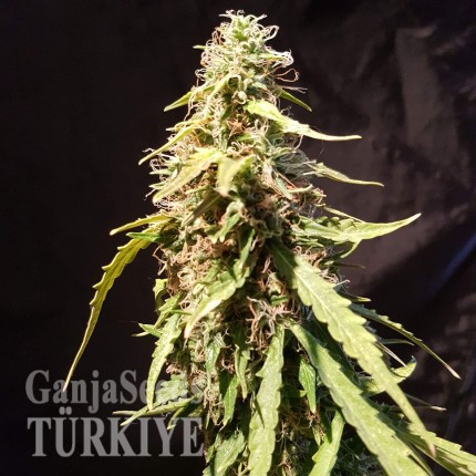 Auto New York Diesel feminised Ganja Seeds