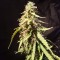 Auto New York Diesel feminised Ganja Seeds Orijinal ambalajda kenevir tohumları