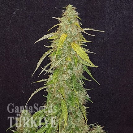 Auto New York Diesel feminised Ganja Seeds