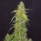 Auto New York Diesel feminised Ganja Seeds Kenevir tohumları