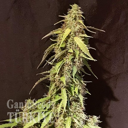 Auto New York Diesel feminised Ganja Seeds