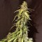 Auto New York Diesel feminised Ganja Seeds Online kenevir tohumu