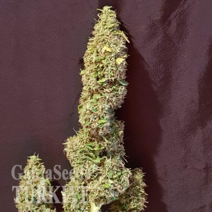 Auto New York Diesel feminised Ganja Seeds