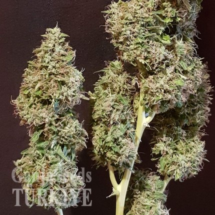 Auto New York Diesel feminised Ganja Seeds