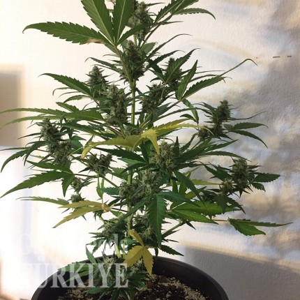 Auto New York Diesel feminised Ganja Seeds
