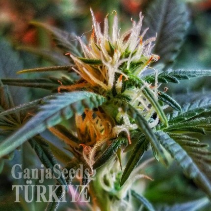 Auto New York Diesel feminised Ganja Seeds