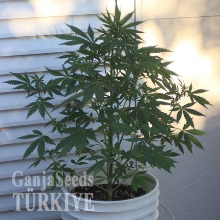 Auto New York Diesel feminised Ganja Seeds