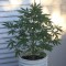 Auto New York Diesel feminised Ganja Seeds Ucuz kenevir tohumu fiyatları