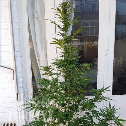 Auto New York Diesel feminised Ganja Seeds