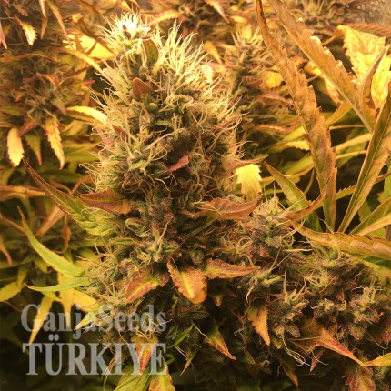 Auto Brooklyn Sunrise feminised Ganja Seeds Auto Brooklyn Sunrise feminised Ganja Seeds