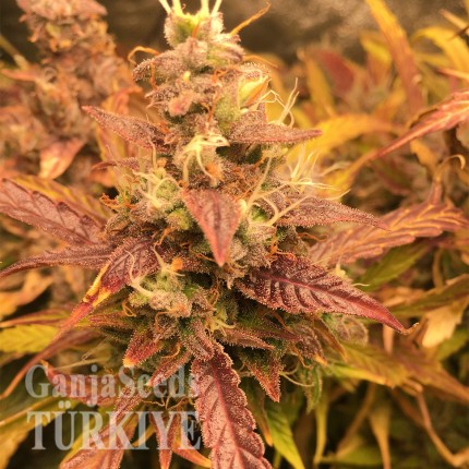 Auto Brooklyn Sunrise feminised Ganja Seeds Auto Brooklyn Sunrise feminised Ganja Seeds