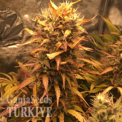 Auto Brooklyn Sunrise feminised Ganja Seeds Auto Brooklyn Sunrise feminised Ganja Seeds