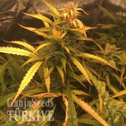 Auto Brooklyn Sunrise feminised Ganja Seeds Auto Brooklyn Sunrise feminised Ganja Seeds