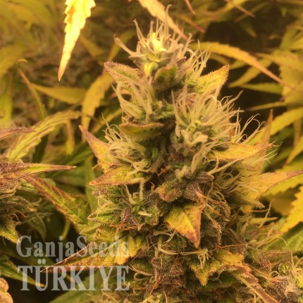 Auto Brooklyn Sunrise feminised Ganja Seeds Auto Brooklyn Sunrise feminised Ganja Seeds