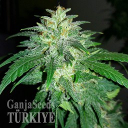 Auto Bubba Kush feminised Ganja Seeds