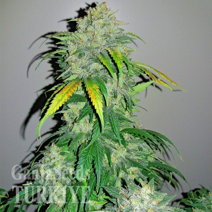 Auto Bubba Kush feminised Ganja Seeds