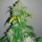 Auto Bubba Kush feminised Ganja Seeds