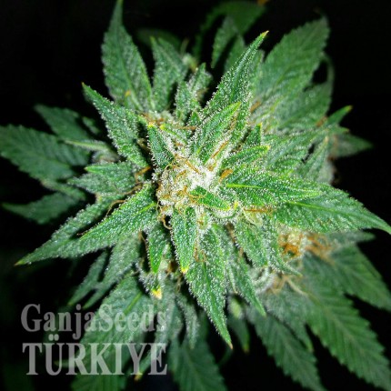 Auto Bubba Kush feminised Ganja Seeds