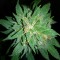 Auto Bubba Kush feminised Ganja Seeds