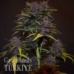 Auto Blackberry Kush feminised Ganja Seeds