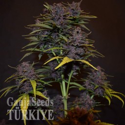 Auto Blackberry Kush feminised Ganja Seeds