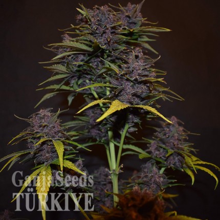 Auto Blackberry Kush feminised Ganja Seeds