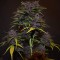Auto Blackberry Kush feminised Ganja Seeds