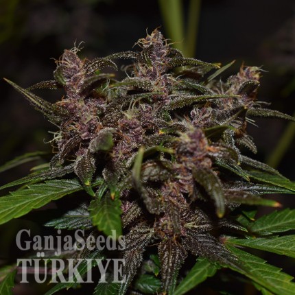 Auto Blackberry Kush feminised Ganja Seeds