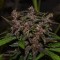 Auto Blackberry Kush feminised Ganja Seeds