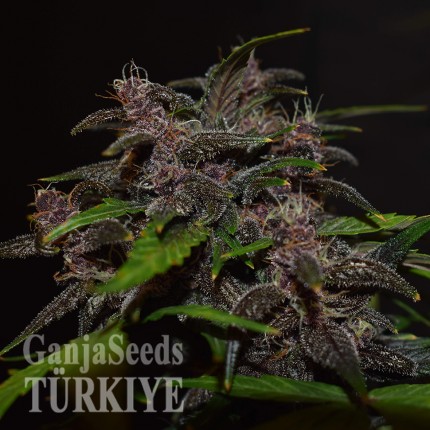 Auto Blackberry Kush feminised Ganja Seeds