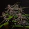 Auto Blackberry Kush feminised Ganja Seeds