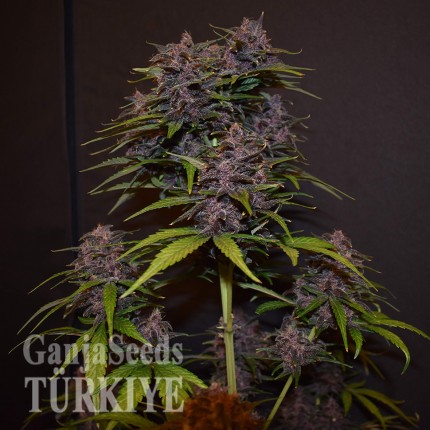 Auto Blackberry Kush feminised Ganja Seeds