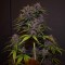 Auto Blackberry Kush feminised Ganja Seeds