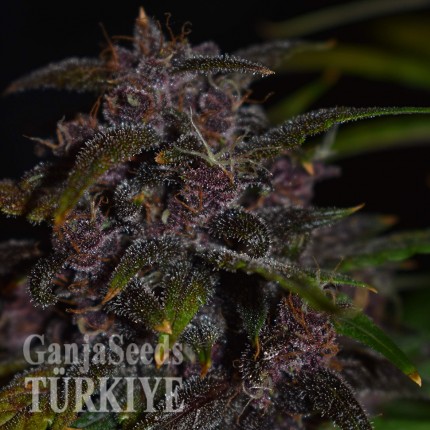 Auto Blackberry Kush feminised Ganja Seeds