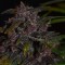 Auto Blackberry Kush feminised Ganja Seeds