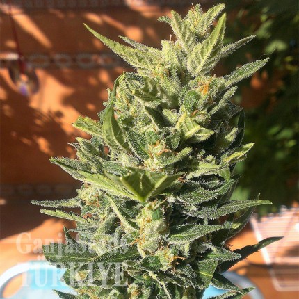 Auto Colorado Cookies feminised Ganja Seeds