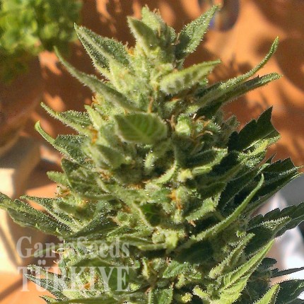 Auto Colorado Cookies feminised Ganja Seeds