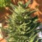 Auto Colorado Cookies feminised Ganja Seeds
