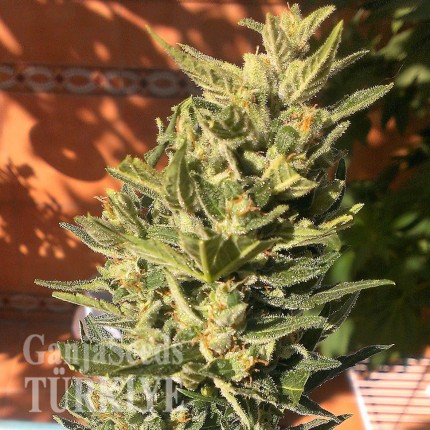 Auto Colorado Cookies feminised Ganja Seeds