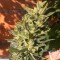 Auto Colorado Cookies feminised Ganja Seeds