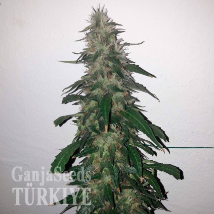 Türkiye’de Auto Power Plant feminised Ganja Seeds kenevir tohumu Auto Power Plant feminised Ganja Seeds