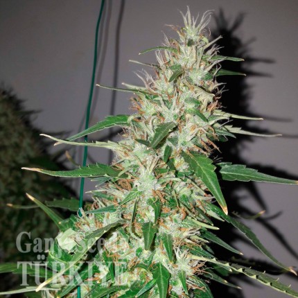 İstanbul’da Auto Power Plant feminised Ganja Seeds kenevir tohumu Auto Power Plant feminised Ganja Seeds