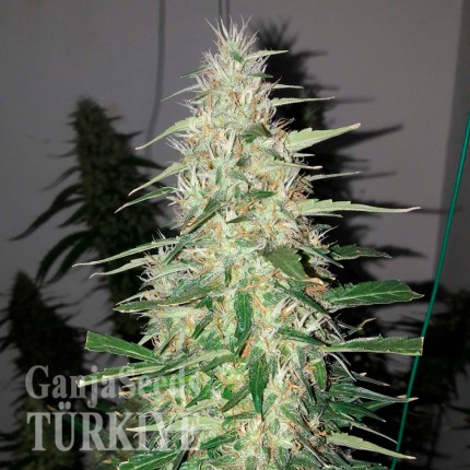Ankara’da Auto Power Plant feminised Ganja Seeds kenevir tohumu Auto Power Plant feminised Ganja Seeds
