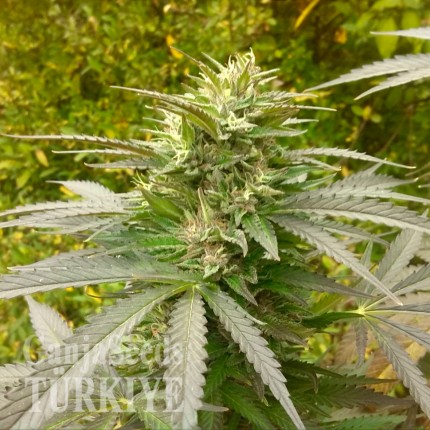 İzmir’de Auto Power Plant feminised Ganja Seeds kenevir tohumu Auto Power Plant feminised Ganja Seeds