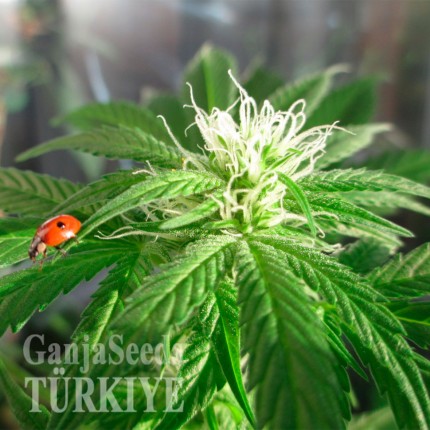 Antalya’da Auto Power Plant feminised Ganja Seeds kenevir tohumu Auto Power Plant feminised Ganja Seeds