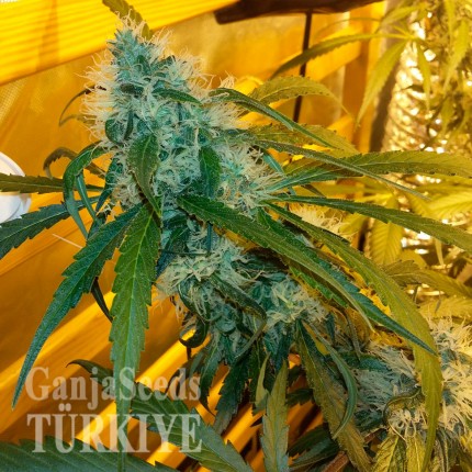 DiyarbPower Plantır’da Auto Power Plant feminised Ganja Seeds kenevir tohumu Auto Power Plant feminised Ganja Seeds