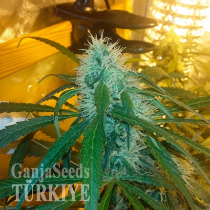 Fethiye’de Auto Power Plant feminised Ganja Seeds kenevir tohumu Auto Power Plant feminised Ganja Seeds