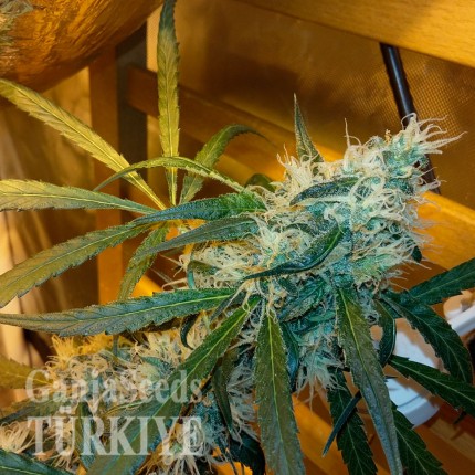 Bursa’da Auto Power Plant feminised Ganja Seeds kenevir tohumu Auto Power Plant feminised Ganja Seeds
