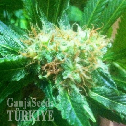 Adana’da Auto Power Plant feminised Ganja Seeds kenevir tohumu Auto Power Plant feminised Ganja Seeds