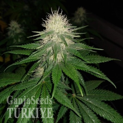 Aydın’da Auto Power Plant feminised Ganja Seeds kenevir tohumu Auto Power Plant feminised Ganja Seeds